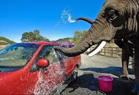 Elephant Carwash